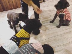 -百好乐宠物友好餐厅(朝外大街店)