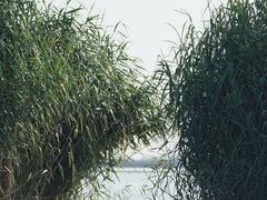 -焦岗湖旅游度假区