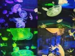 -顺德南宏海立方海洋公园