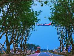 -空港花田景区