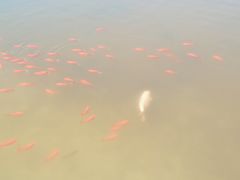 -南通洲际绿博园