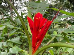 -中国科学院西双版纳热带植物园