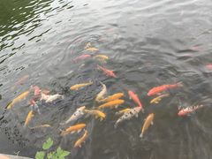 -白马涧龙池景区