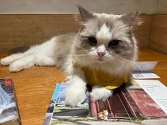 -滚猫咖啡·猫咖·猫友好撸猫(未来城店)