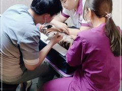 -宠爱国际动物医院·消化内科·心肾内科·ISFM猫友好(望京店)