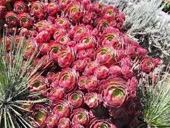 -墨尔本皇家植物园