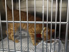 -北京赛佳动物医院