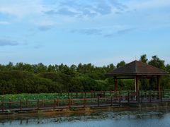 -大湾区中央湿地公园
