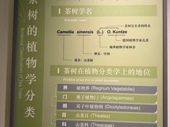 -中国茶叶博物馆(双峰馆区)