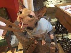 -猫色咖啡·猫咖