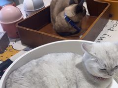 -藏猫猫咖啡主题馆(中央大道店)