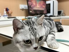 -谐和益家动物医院·免疫绝育·血液透析·宠保定点医院(高新伊藤分院)