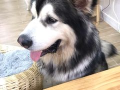 -李小姐の猫咖啡馆(五角场店)