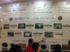 -巴厘岛黄金金兔咖啡工厂