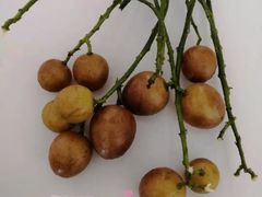 -三亚新鸿港水果一级批发市场