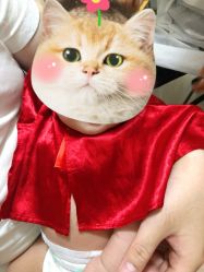 -慧婴轩婴儿理胎发胎毛笔胎毛画手足印(通州店)