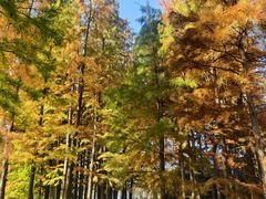 -溱湖国家湿地公园