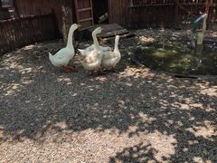 -上膳源有机农场