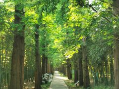 -同里国家湿地公园