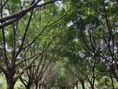 -风云岭森林公园