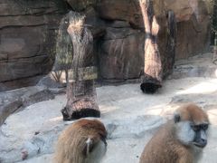 -泉州海丝野生动物世界