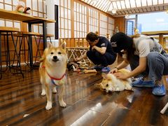 -豆柴町-柴犬主题狗咖(红鼎国际C座店)