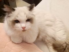 -东方名猫馆·英短金渐层布偶猫舍(环线广场1号楼店)