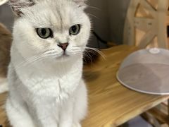 -豆逗聊愈猫阁Easy Life