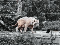-广州长隆野生动物世界
