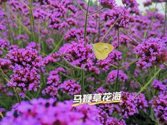 -花博汇(知音花月夜)