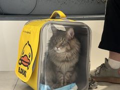 -关爱宠物医院·猫科中心·消化科(滨湖万达分院)