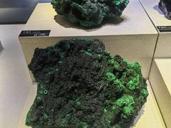 -河南自然博物馆
