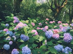 -上海滨江森林公园