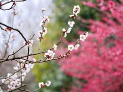 -杭州植物园