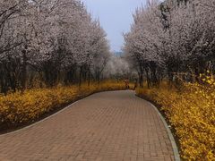 -郑州植物园