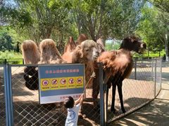 -长白岛森林公园