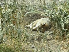 -新疆天山野生动物园