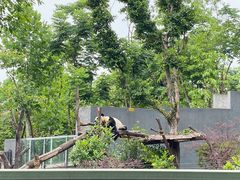 -成都大熊猫繁育研究基地
