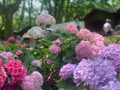 -上海共青森林公园