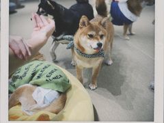 -逗柴咖啡屋·狗咖猫咖宠物桌游