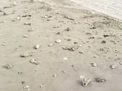 -贝壳沙滩