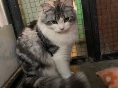 -猫咪博物馆(顶澳仔猫街店)