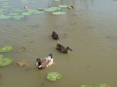 DSC01424-大湾区中央湿地公园