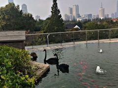 -行者书屋大堂吧 ·下午茶(南京圣和府邸酒店)