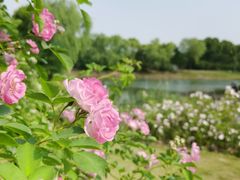 -尚贤河湿地