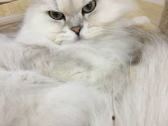 -李小姐の猫咖啡馆(五角场店)