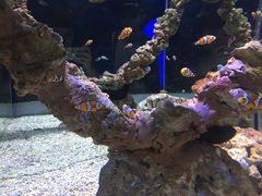 -烟台海昌鲸鲨海洋公园