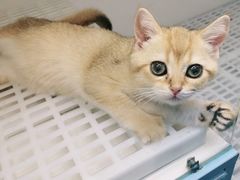 -lincat·猫舍(广州店)