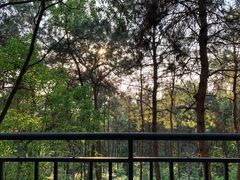 -铁山坪森林公园