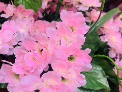 -秦美花卉(天朗·莱茵小城2期店)